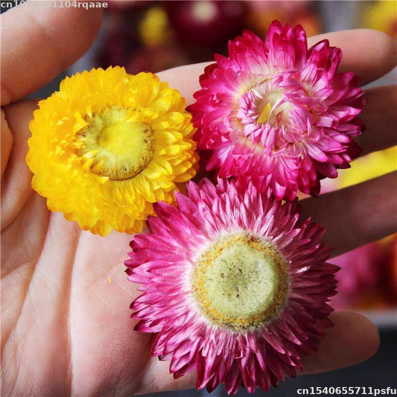 Fiori Secchi 100% Naturali Bra - Candle Making Material Wholesale recensione e prezzo