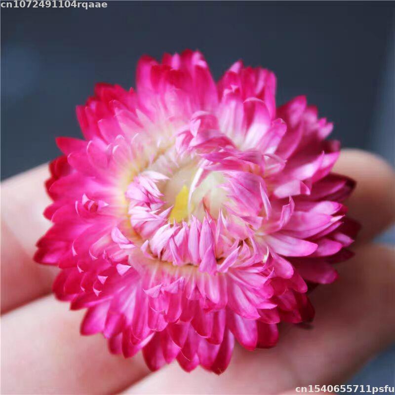 Fiori Secchi 100% Naturali Bra - Candle Making Material Wholesale recensione e prezzo